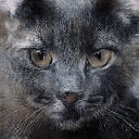 cats_morph_exp_good.gif