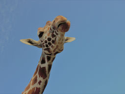 サファリランドにて。