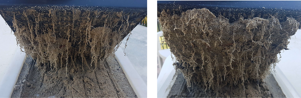 Strong root system of turf growing with TX10