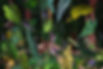 small-official-F-Raiz copy.jpg