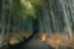 Traveler walking through the lush green Arashiyama Bamboo Grove in Kyoto