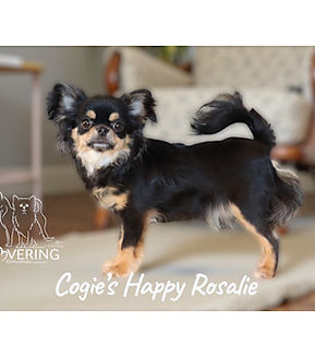 Cogie's Happy Rosalie - breeder at Lovering Chihuahuas - Chihuahua breeder in Estrie, Quebec