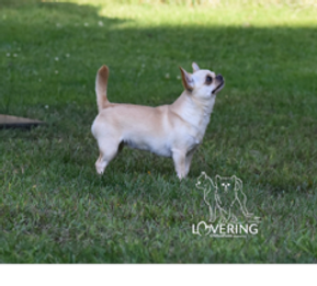 Femelle pure race chihuahua -Enregistrée CCC -Élevage Lovering Chihuahuas -Magog, Estrie