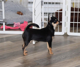 Femelle Chihuahua enregistrée au CKC -Pure race Chihuahua -reproductrice élevage Lovering Chihuahuas à Magog en Estrie