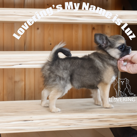 Litter coming Chihuahua