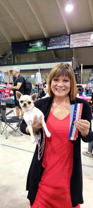 Concour -femelle chihuahua -enregistrée CCC -Élevege Lovering Chihuahuas -Magog -Estrie