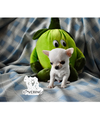 chiot pure race chihuahua - enregistré CCC -Lovering Chihuahuas