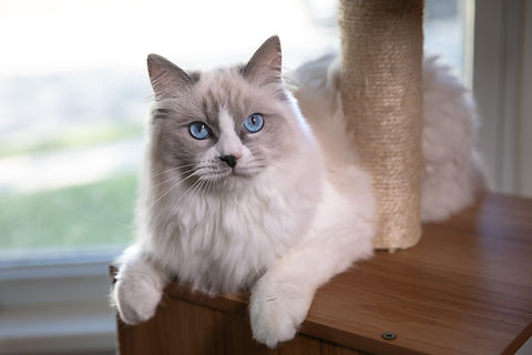 OctoberKittens-10.jpg