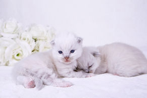 Izzy & Indy 2 Weeks Old