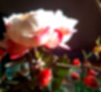 Rosen blühen in der Sonne