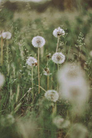 dandelion2.jpg