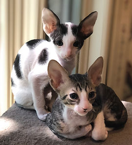 kittens3.jpg