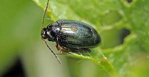 How-to-Identify-and-Control-Flea-Beetles