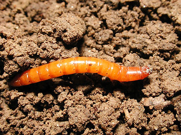 wireworm_lv_ms.jpg