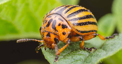 How-to-Eliminate-the-Colorado-Potato-Bee