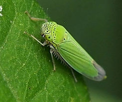 leafhopper.jpg