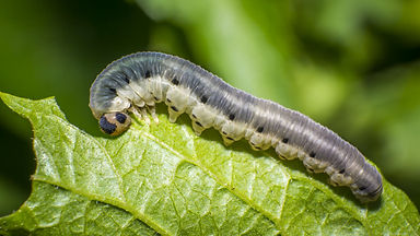 srin-Cutworms-5_1280x720_acf_cropped.jpe