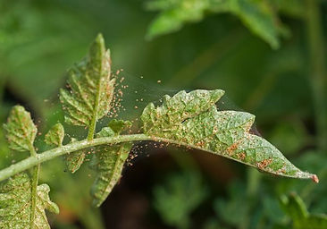 spider-mite-infestation-spider-mites-red