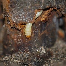 peachtree-borer.jpg