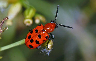 orange-beetle.jpg