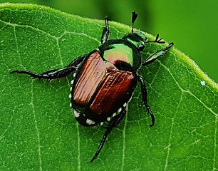 japanese_beetle-adult2.jpg