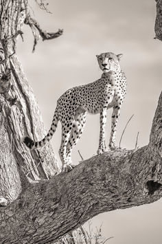 Guepard-Okavango
