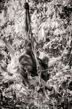 Orang-outan-Borneo