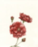 Elide B.