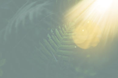 Fern Leaves _edited.jpg