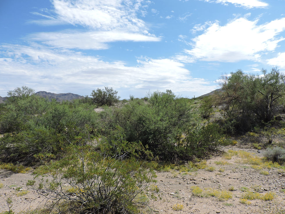 Thumbnail: Gold Country #2