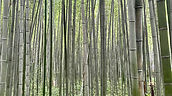 IMG_4658.jpeg