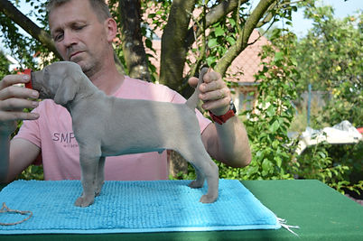 Hnědý E kluk