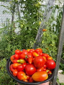 FreshTomatoes