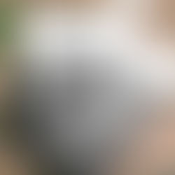 Wald - ein Roman von Hans von Hammerstein