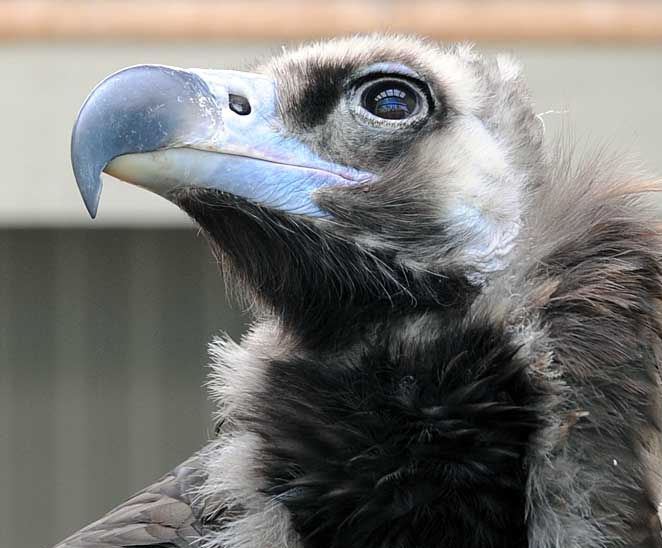 Hexe, Adler & ein Mann im Gebüsch: das Greifvogel-Zentrum Waldreichs