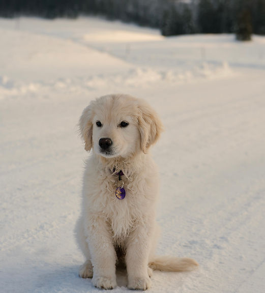 Chien dans la neige, golden 