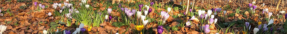 IMG_5290_edited.jpg
