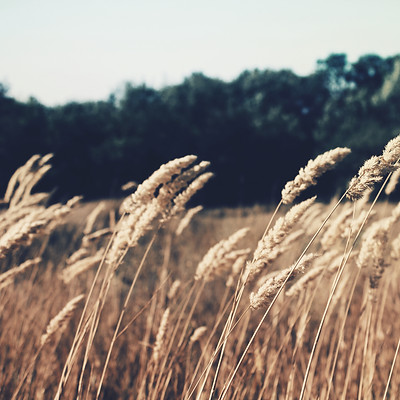 Wheat Field