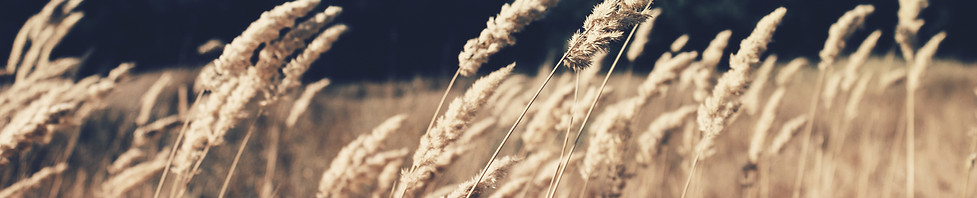 Wheat Field