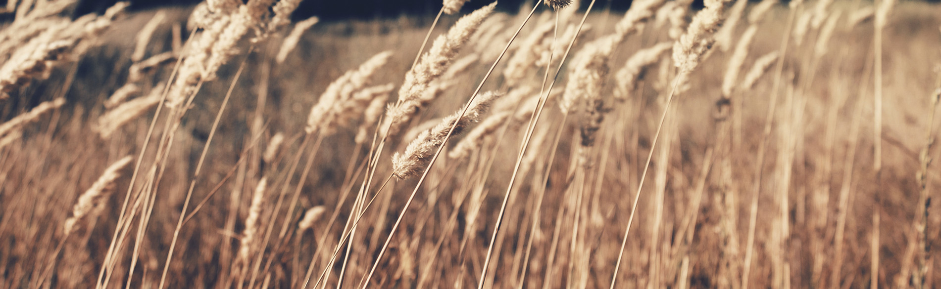 Wheat Field