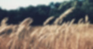 Wheat Field