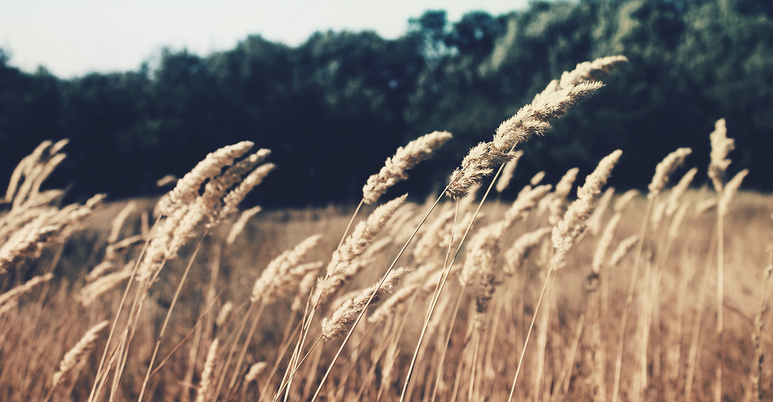 Wheat Field