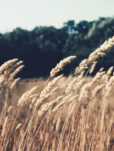 Wheat Field