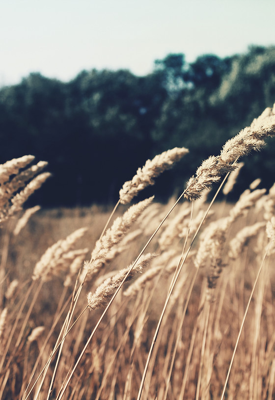 Wheat Field