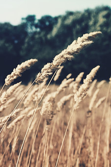 Wheat Field