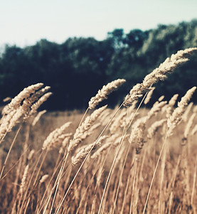 Wheat Field