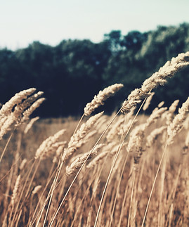 Wheat Field