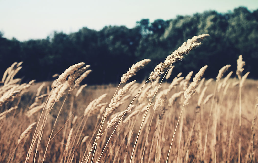 Wheat Field