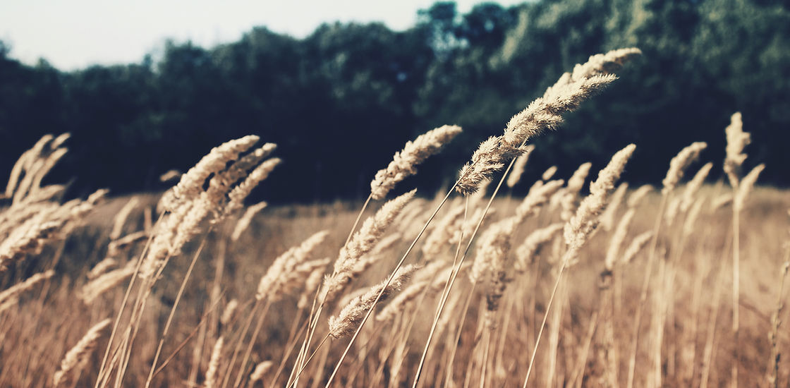 Wheat Field