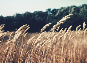 Wheat Field